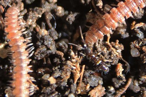Orchesella cincta
